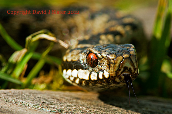 Adder Copyright David J Slater - DJSPHOTOGRAPHY.CO.UK